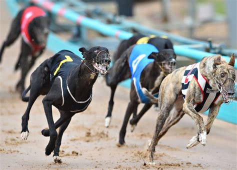 tomorrow's greyhound tips